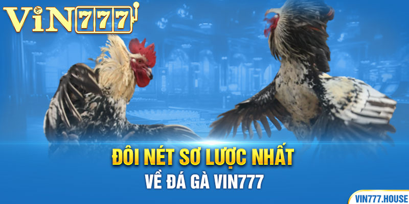 Đôi nét sơ lược nhất về đá gà Vin777